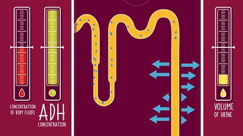 Greg Foot explains ADH and the regulation of water levels in the body.