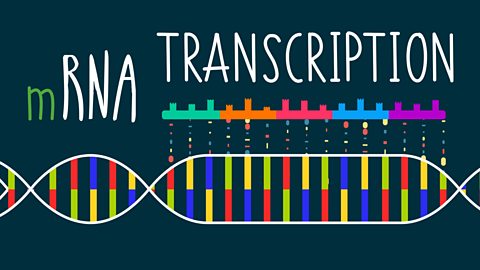 Greg Foot explains how the structure of DNA affects the proteins made in DNA synthesis.