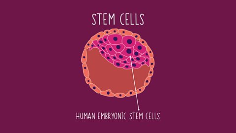 Greg Foot explains the role of stem cells in humans and plants.