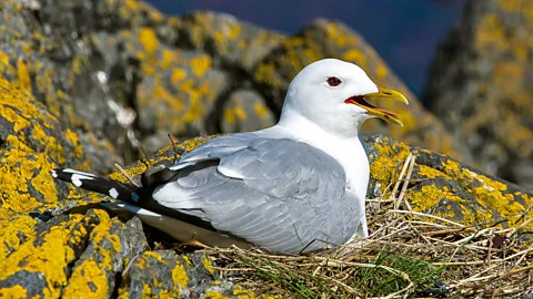 ullstein bild/Getty Braune’s findings informed international regulations that protect seabirds from toxins (Credit: ullstein bild/Getty)