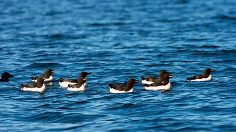 Wolfgang Kaehler/Getty The thick-billed murre flocks to the island by the thousands (Credit: Wolfgang Kaehler/Getty)
