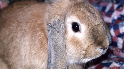 BBC Two - Trust Me, I'm a Vet, Series 1, Episode 2 - Rabbit stress