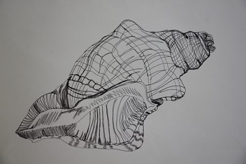 Student contour drawing of shell