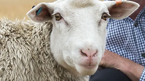 AgResearch Sharon could be the key to breeding a new type of wool (Credit: AgResearch)