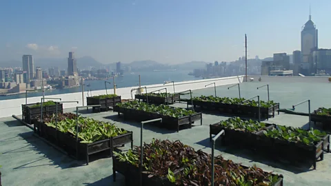 Robert Davies Thirty-nine stories high, the rooftop farm on the Bank of America Tower adds some much needed greenery to the concrete jungle (Credit: Robert Davies)