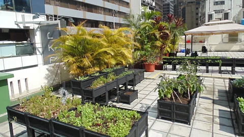 Robert Davies The rooftop farm at the Hong Kong Fringe Club provides ingredients for the bar and restaurant below (Credit: Robert Davies)