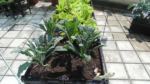 Robert Davies Hong Kong's climate makes it ideal for growing vegetables all year round (Credit: Robert Davies)