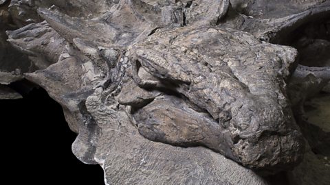 Cómo este dinosaurio de 110 millones de años logró conservarse casi ...