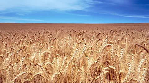 iStock Pat Long's first vision was of sitting in a golden field of wheat (Credit: iStock)