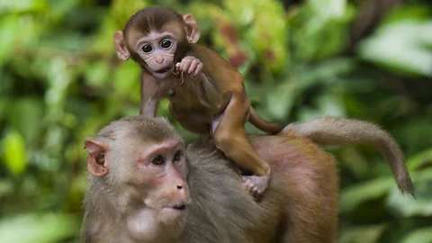 Getty Images Rhesus monkeys given a stricter, low calorie diet lived longer (Credit: Getty Images)