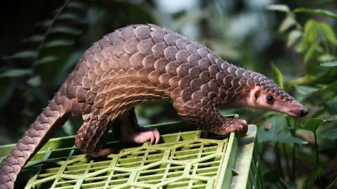 A pangolin standing on a green crate within a forest