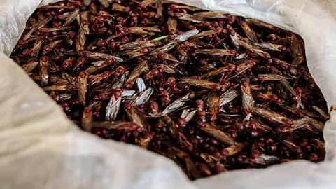 Nikhol Esteras Mexicans have eaten insects since the Mesoamerican times (Credit: Nikhol Esteras)
