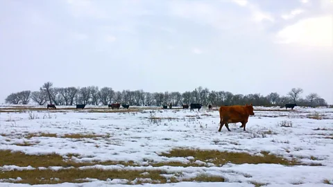 Ryan MacDonald Cows, Forget, Saskatchewan