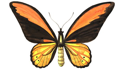 Watercolor illustration of a golden birdwing butterfly (Ornithoptera croesus).