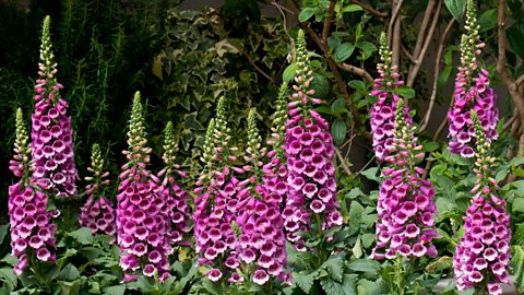 Digitalis purpurea (planhigion bysedd y cŵn).