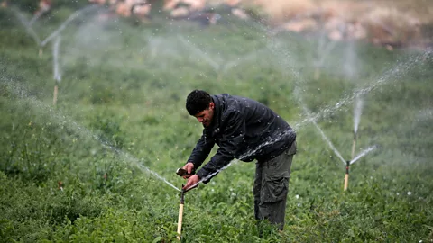 Getty Images Countries with a water surplus export "virtual water" around the world - water embedded in products like wheat and meat. (Credit: Getty Images)