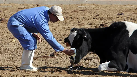 Getty Images Governments stay in power by subsidising farmers' livelihoods, and water-deficient countries gladly import the under-priced food. (Credit: Getty Images)