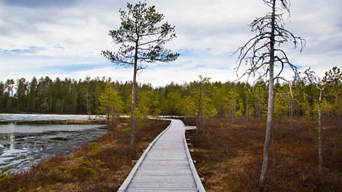 Sarah Gibbons You’re more likely to come across a reindeer than a fellow hiker on Hossa’s hiking trails (Credit: Sarah Gibbons)