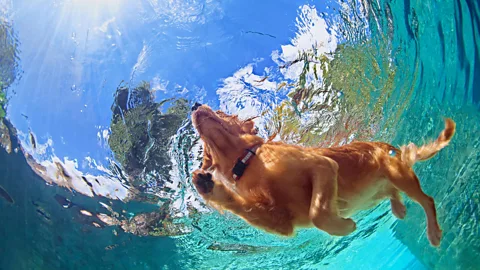 iStock Some dogs' compulsive behaviour is related to water - some will swim obsessively for hours (Credit: iStock)