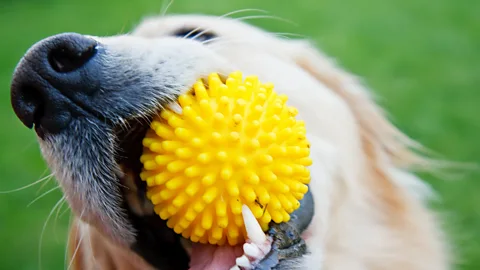 iStock Many dogs like to chew - but when does it become an obsession? (Credit: iStock)