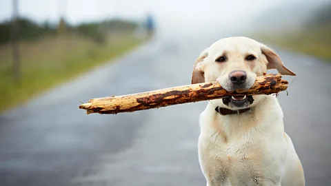 iStock Many labradors with CCD compulsively carry objects in their mouths (Credit: iStock)