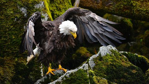 BBC One - Wild Alaska Live - The stars from Wild Alaska Live