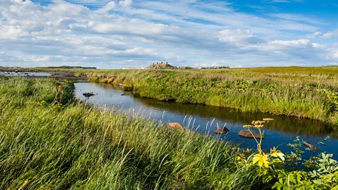 Michael Runkel/Alamy In some places wild grapes grew, prompting the Viking name this area ‘Vinland’ (Credit: Michael Runkel/Alamy)
