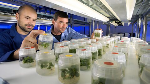 Scientists with tissure cultured plants