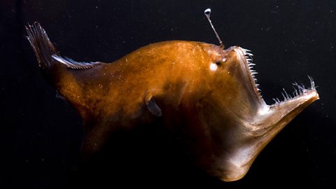 An angler fish