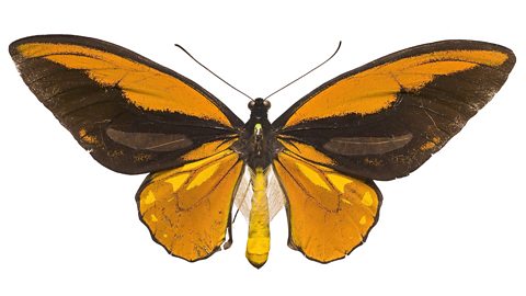 Wallace's golden birdwing butterfly