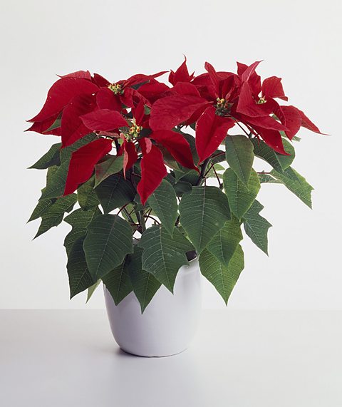 A poinsettia