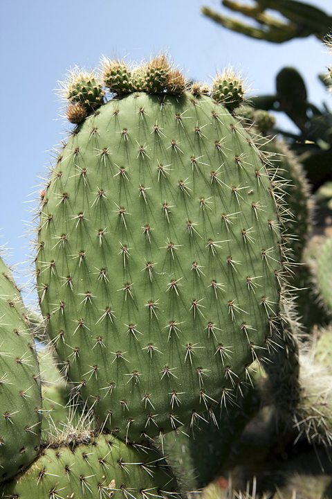 A prickly pear cactus