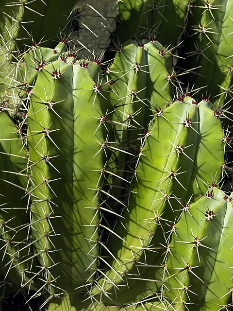 A cactus with long spines