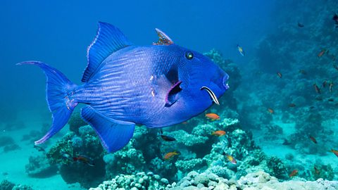 A blue triggerfish and cleaner wrasse