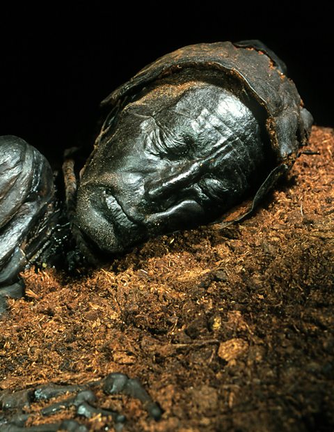 The preserved, mummified corpse of Tollund man