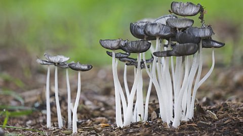 Common inkcap mushrooms