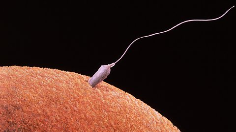 A sperm fertilising an egg