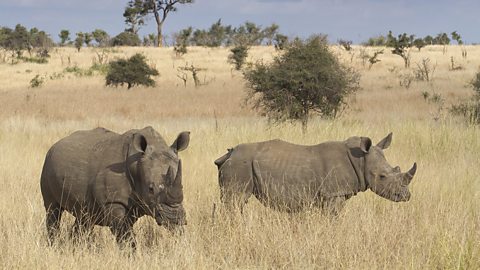 A pair of white rhino