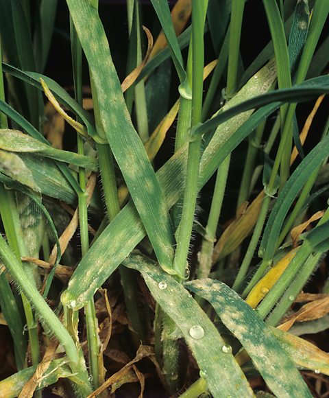 A barley plant covered with powdery mildew