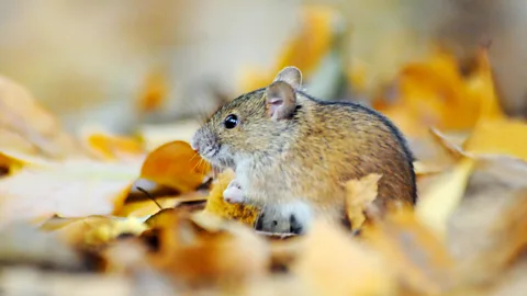 iStock The team behind the TV show QI turn their attention to weighty matters such as a vole's love life (Credit: iStock)