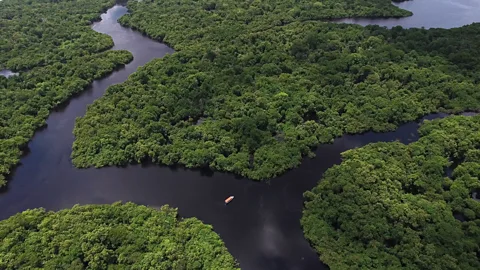 iStock Jungle in the Amazon (Credit: iStock)