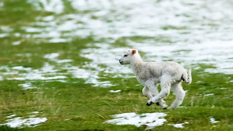 Alamy It’s not difficult to figure out why a light spring snowfall is known as a ‘lambing storm’ (Credit: Alamy)