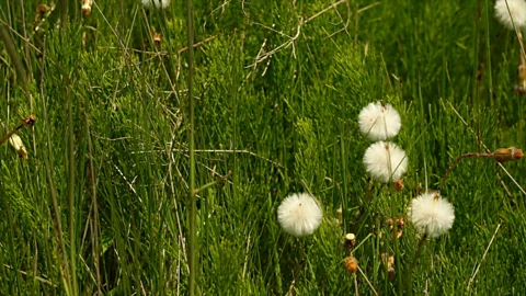 Eliana Alvarez Martinez Flowers on Cape Breton Island, Nova Scotia (Credit: Eliana Alvarez Martinez)