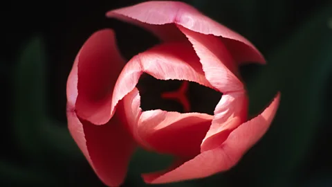 Alamy Flower (Credit: Alamy)