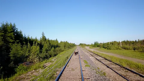 Eliana Alvarez Martinez Dogs on the railroad tracks near Ilford, Manitoba, Canada (Credit: Eliana Alvarez Martinez)
