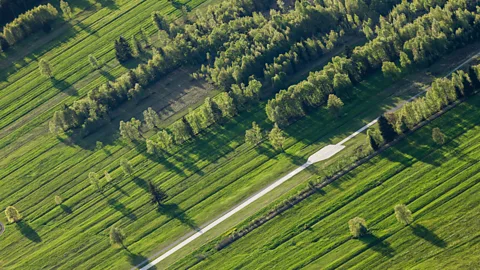 Alamy Managed forests tend to have a high turnover of trees - which has benefitted species like deer(Credit: Alamy)