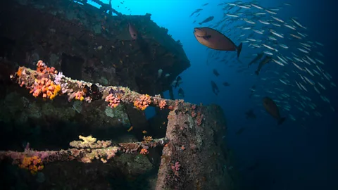 Alamy Fish near wreck (Credit: Alamy)