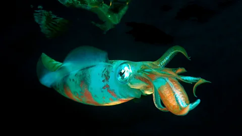 Alamy Glowing squid (Credit: Alamy)