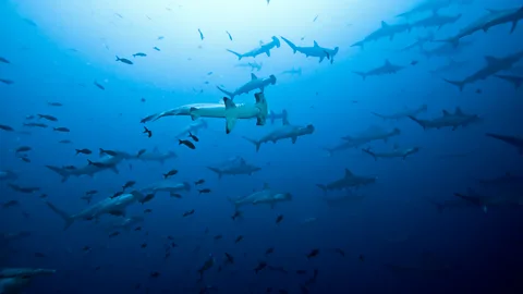 Alamy Shark populations are falling - but the number of new shark species being discovered is still rising (Credit: Alamy)