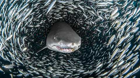 Tanya Houppermans / Caters (Credit: Tanya Houppermans / Caters)